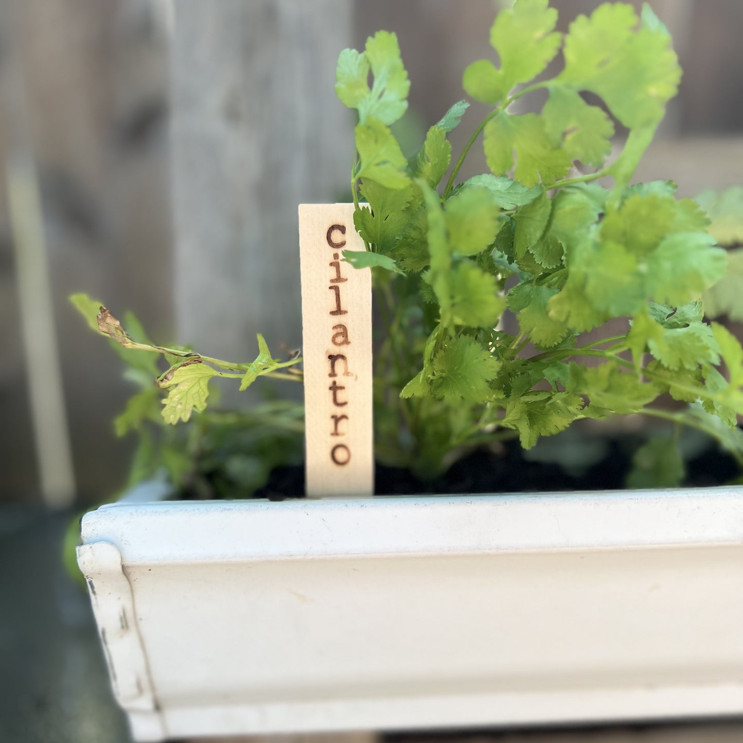 Herb Garden Plant Markers -Eco Friendly Natural Wood Planter Stakes