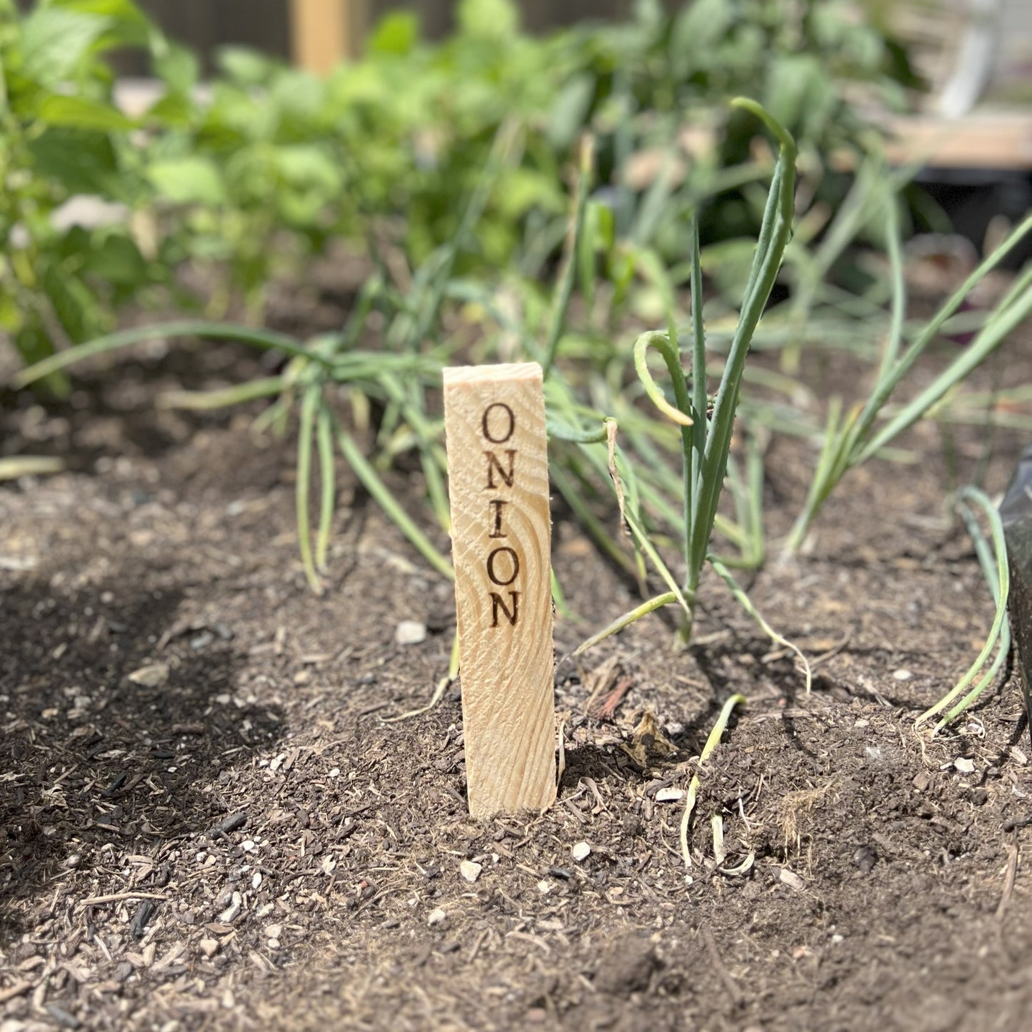 Pine Wood Garden Stakes - Natural Plant Labels for Seed & Garden Organization